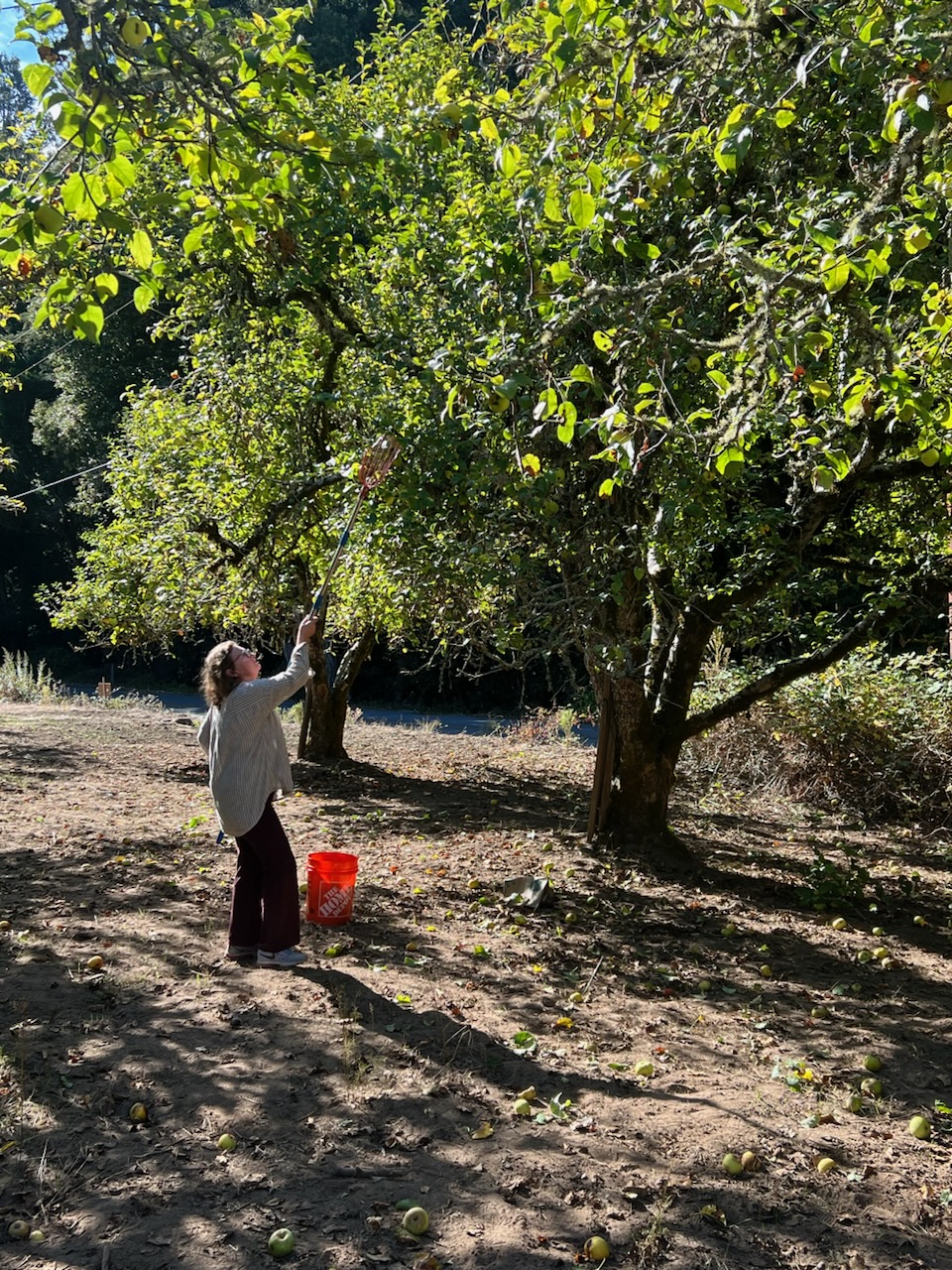 Picking apples in the orchard